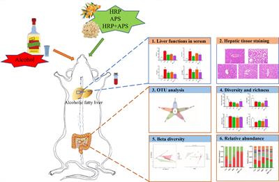 Seabuckthorn polysaccharide combined with astragalus polysaccharide ameliorate alcoholic fatty liver by regulating intestinal flora